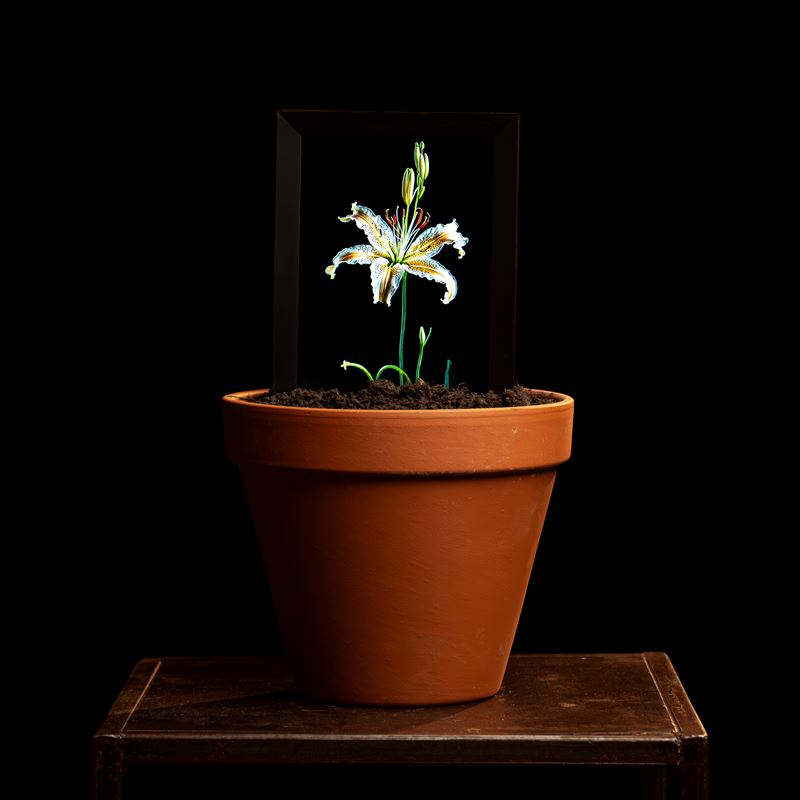 Matteo Mandelli : Sintetica Collective - FS249166  (2024)  - Vaso con terra reale e schermo integrato; fiori generati tramite intelligenza artificiale - Mostra Consistency - Collezione da Tiffany