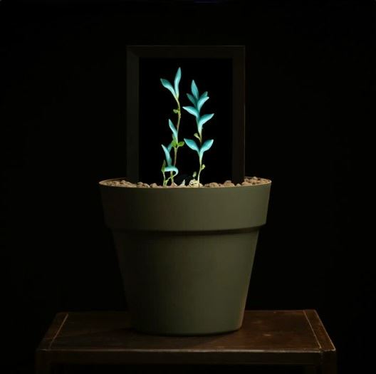 Matteo Mandelli : Sintetica Collective - FS2491610  (2024)  - Vaso con terra reale e schermo integrato; fiori generati tramite intelligenza artificiale - Mostra Consistency - Collezione da Tiffany